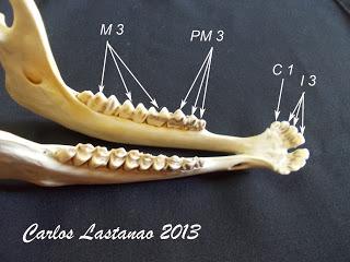 Los dientes de los ungulados. Bóvidos