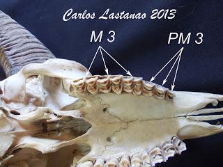 Los dientes de los ungulados. Bóvidos