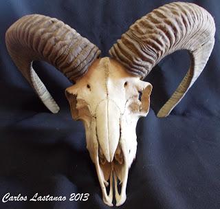 Los dientes de los ungulados. Bóvidos