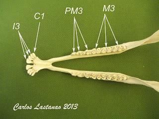 Los dientes de los ungulados. Cérvidos