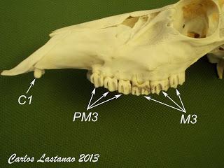 Los dientes de los ungulados. Cérvidos
