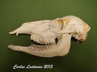 Los dientes de los ungulados. Cérvidos
