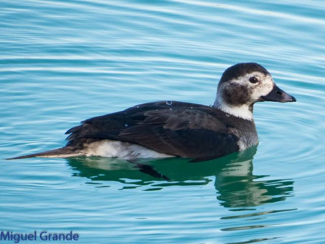 DE LA COSTA HACIA EL PIRINEO NAVARRO,ME PASE POR ZARAGOZA.