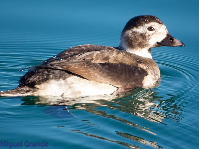 DE LA COSTA HACIA EL PIRINEO NAVARRO,ME PASE POR ZARAGOZA.