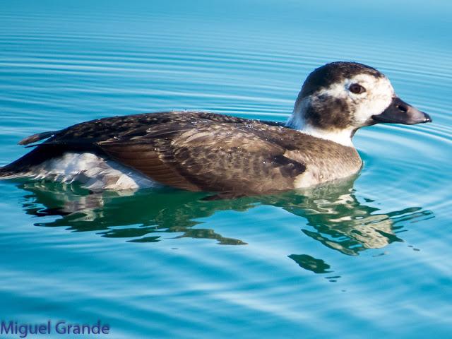 DE LA COSTA HACIA EL PIRINEO NAVARRO,ME PASE POR ZARAGOZA.