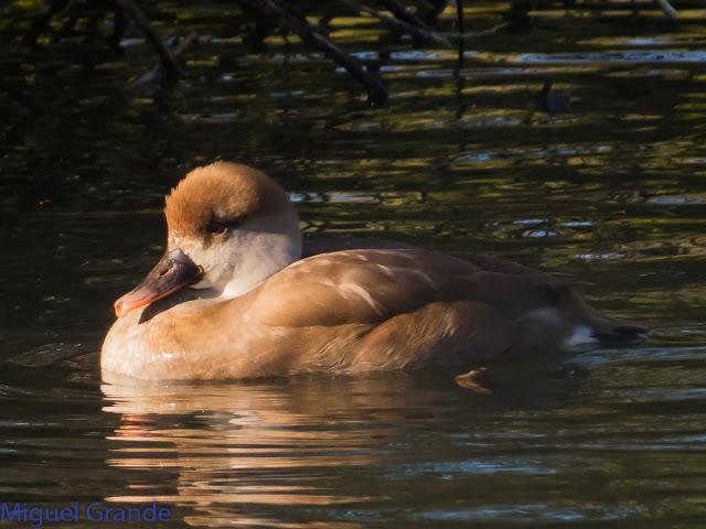 DE LA COSTA HACIA EL PIRINEO NAVARRO,ME PASE POR ZARAGOZA.