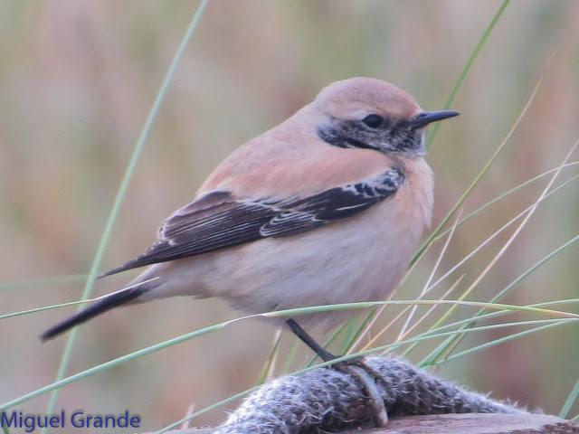 DE LA COSTA HACIA EL PIRINEO NAVARRO,ME PASE POR ZARAGOZA.