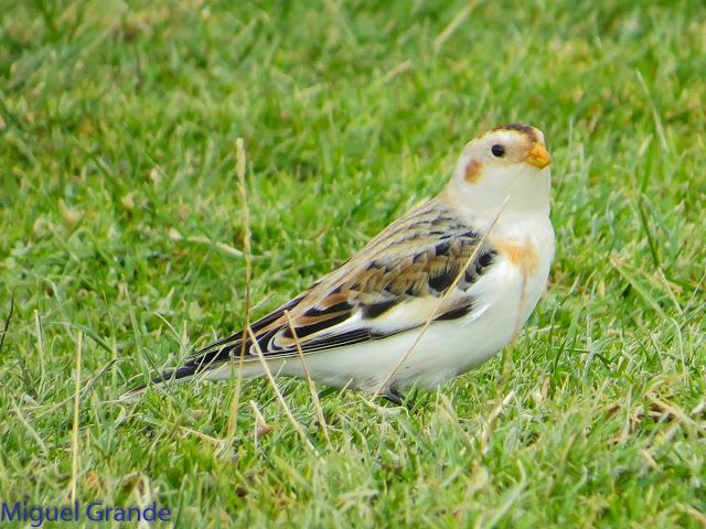 DE LA COSTA HACIA EL PIRINEO NAVARRO,ME PASE POR ZARAGOZA.