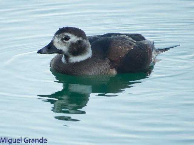 DE LA COSTA HACIA EL PIRINEO NAVARRO,ME PASE POR ZARAGOZA.