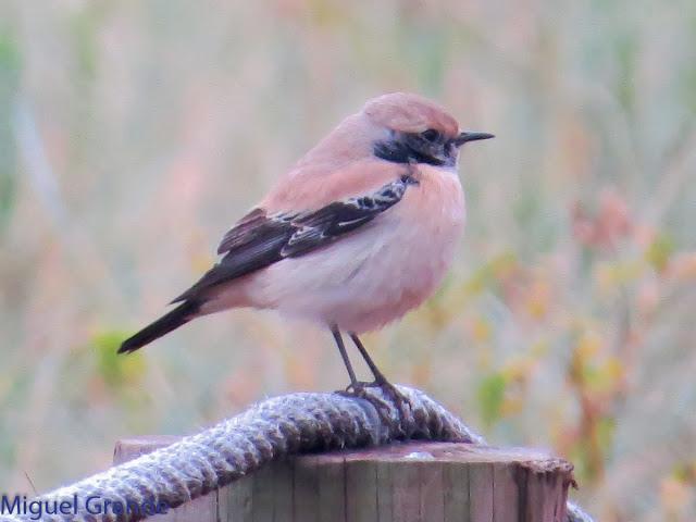 DE LA COSTA HACIA EL PIRINEO NAVARRO,ME PASE POR ZARAGOZA.