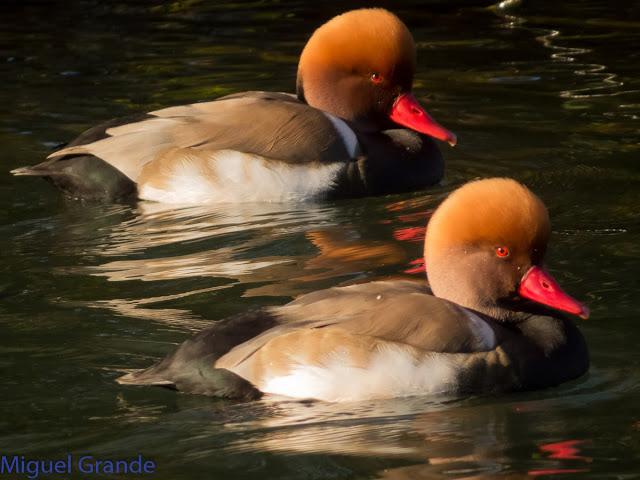 DE LA COSTA HACIA EL PIRINEO NAVARRO,ME PASE POR ZARAGOZA.