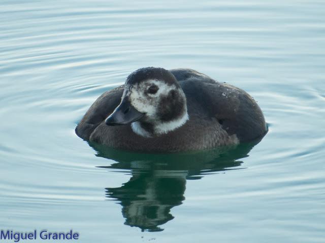 DE LA COSTA HACIA EL PIRINEO NAVARRO,ME PASE POR ZARAGOZA.