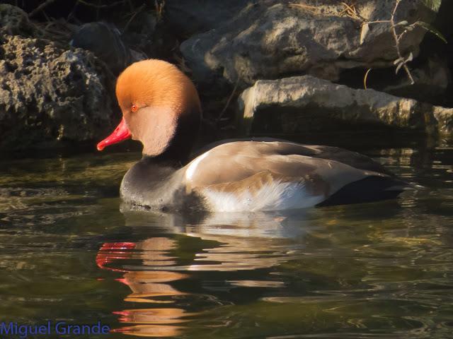DE LA COSTA HACIA EL PIRINEO NAVARRO,ME PASE POR ZARAGOZA.
