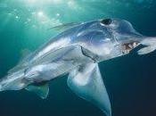 Cómo perdió tiburón fantasma estómago