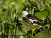 Viudita blanca (Pied water Tyrant) Fluvicola albiventer