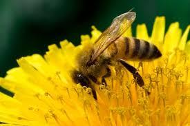 polen32 Polen para fortalecer el organismo y el sistema inmunológico