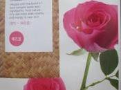 Mascarilla facial Innisfree rosa