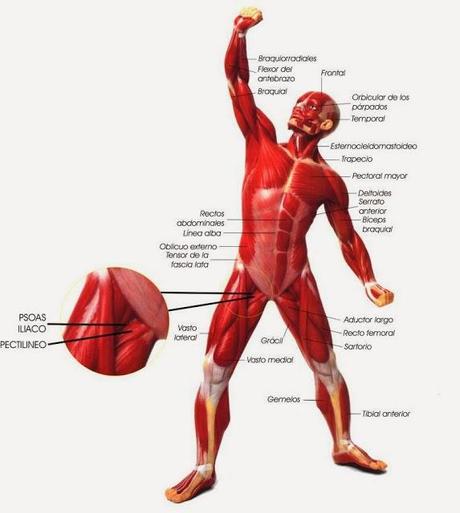 Los estiramientos: los grandes olvidados.¿Sabemos que son...