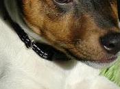 ¿Cuál estos errores cometes perro?