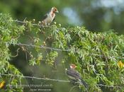 Cardenal común (Red crested Cardinal) Paroaria coronata