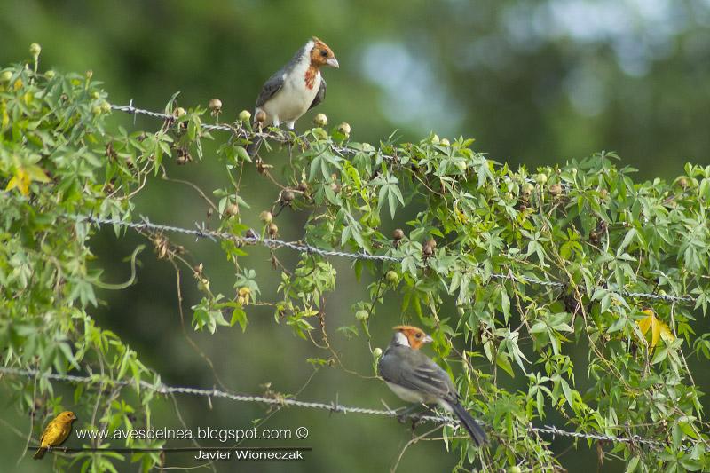 Cardenal común (Red crested Cardinal) Paroaria coronata