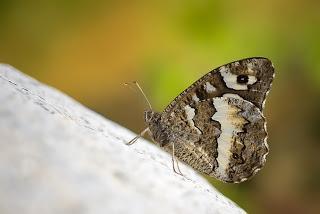 Para ampliar Brintesia circe (Rey moro) hacer clic