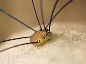 Leiobunum rotundum (Latreille, 1798)