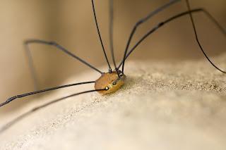 Para ampliar Leiobunum rotundum (Latreille, 1798) hacer clic