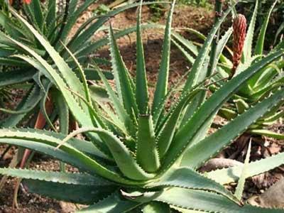 Succotrina Aloe