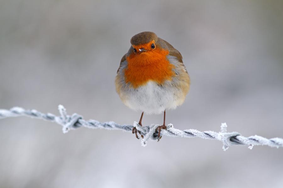 Frosty by Simon Roy on 500px.com
