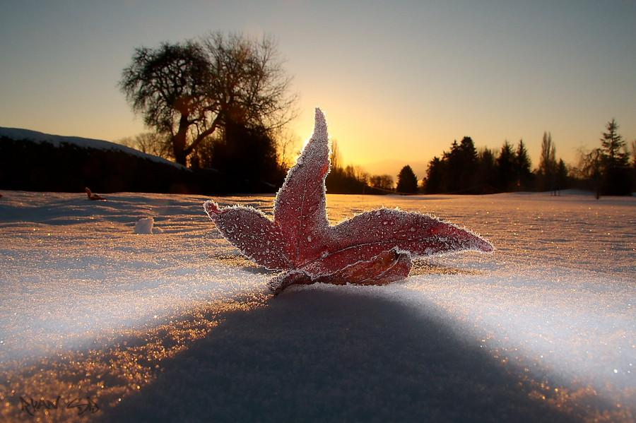 Frozen Leaf by Ryan Blyth on 500px.com