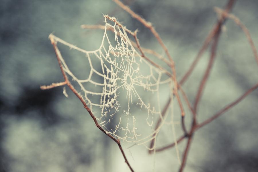 Wonder (Frozen Cobweb 01) by Maresa Smith on 500px.com