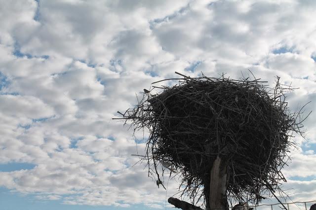 Dehesa de Abajo en las Puertas de Doñana