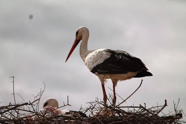Dehesa de Abajo en las Puertas de Doñana
