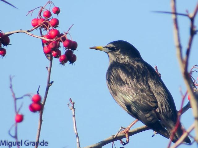 EL DIA DE LOS ESTORNINOS