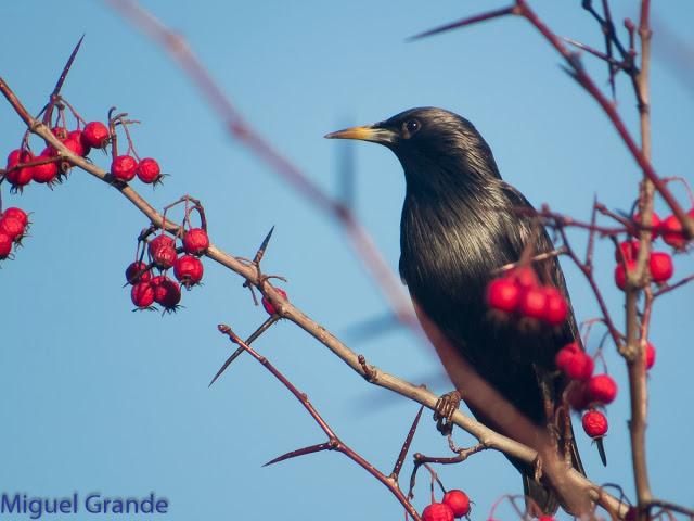 EL DIA DE LOS ESTORNINOS