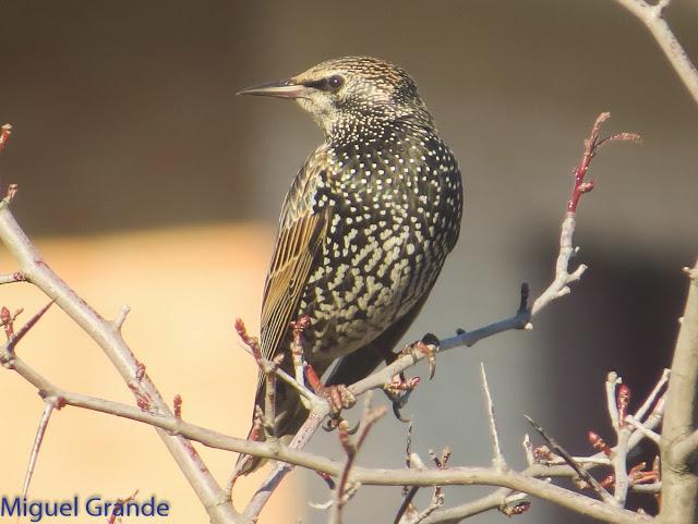 EL DIA DE LOS ESTORNINOS