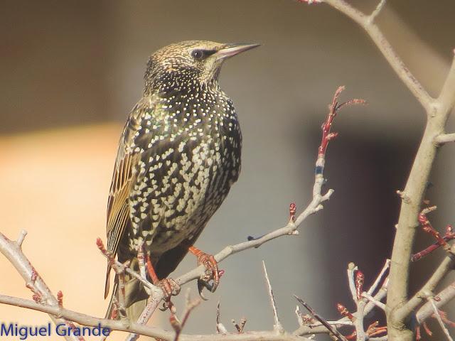 EL DIA DE LOS ESTORNINOS