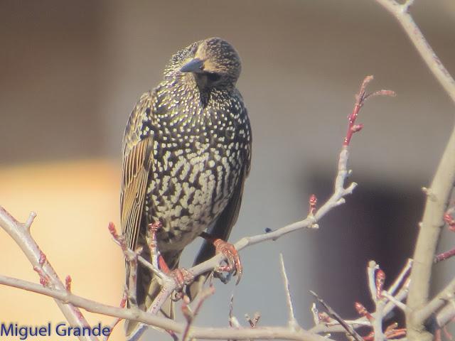 EL DIA DE LOS ESTORNINOS