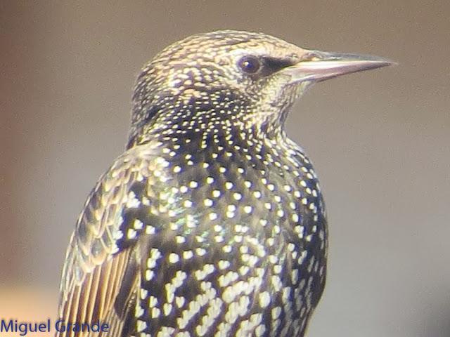 EL DIA DE LOS ESTORNINOS