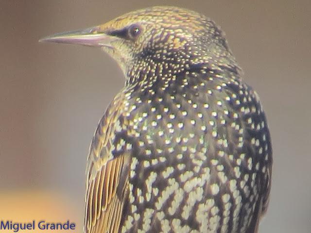 EL DIA DE LOS ESTORNINOS