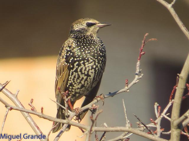 EL DIA DE LOS ESTORNINOS