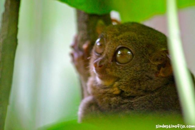 Entrevista a un Tarsier – tonticos pero bonitos.