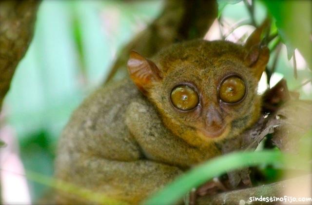 Tarsiers en Bohol