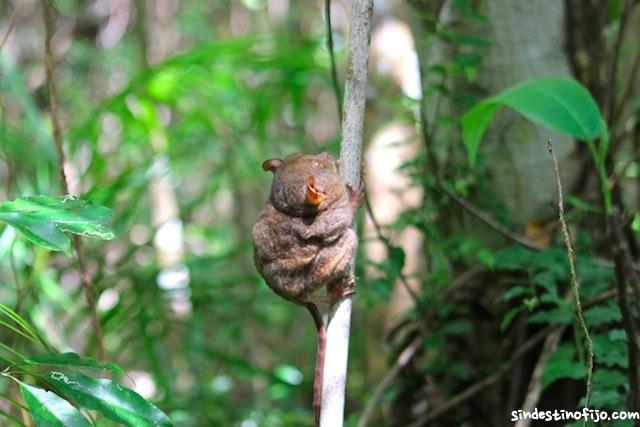 tarsiers sanctuary Bohol