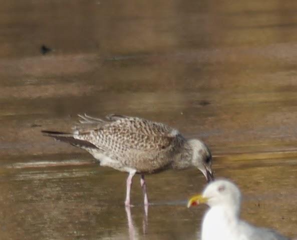 Entrada de gaviotas argénteas: juveniles e inmaduras