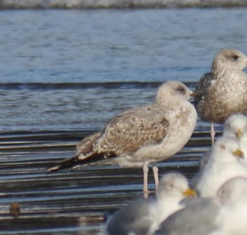 Entrada de gaviotas argénteas: juveniles e inmaduras