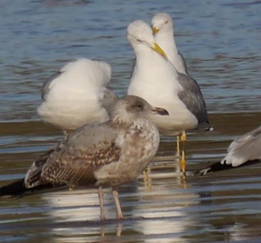 Entrada de gaviotas argénteas: juveniles e inmaduras