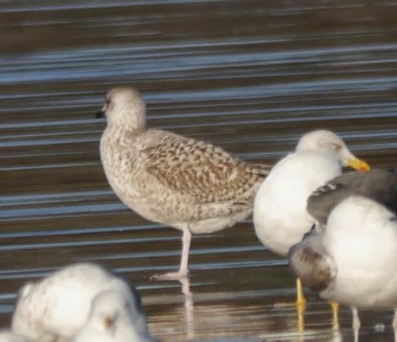 Entrada de gaviotas argénteas: juveniles e inmaduras
