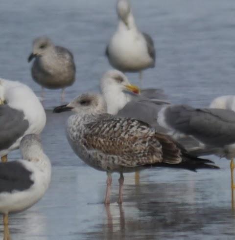 Entrada de gaviotas argénteas: juveniles e inmaduras